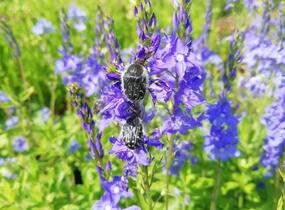 Rozrazil rakouský - Veronica austriaca