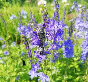 Rozrazil rakouský - Veronica austriaca