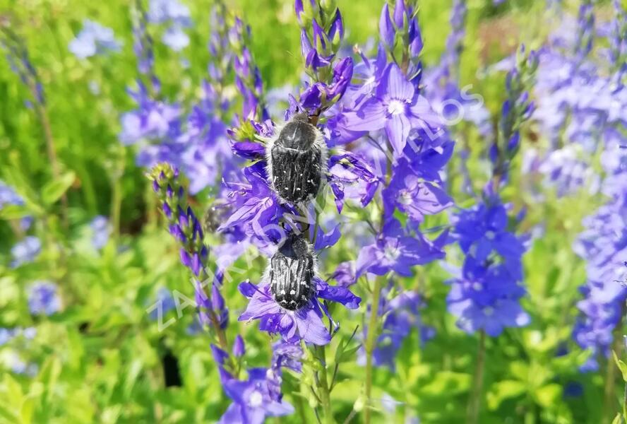 Rozrazil rakouský - Veronica austriaca