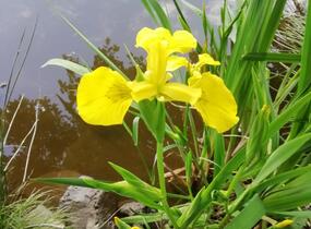 Kosatec žlutý - Iris pseudacorus