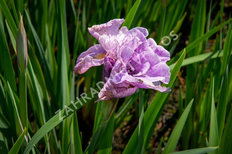 Kosatec sibiřský 'Pink Parfait' - Iris sibirica 'Pink Parfait'