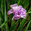 Kosatec sibiřský 'Pink Parfait' - Iris sibirica 'Pink Parfait'