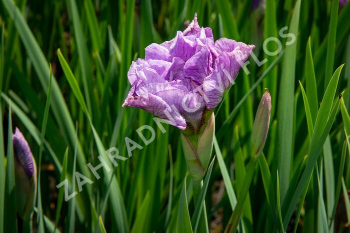 Kosatec sibiřský 'Pink Parfait' - Iris sibirica 'Pink Parfait'