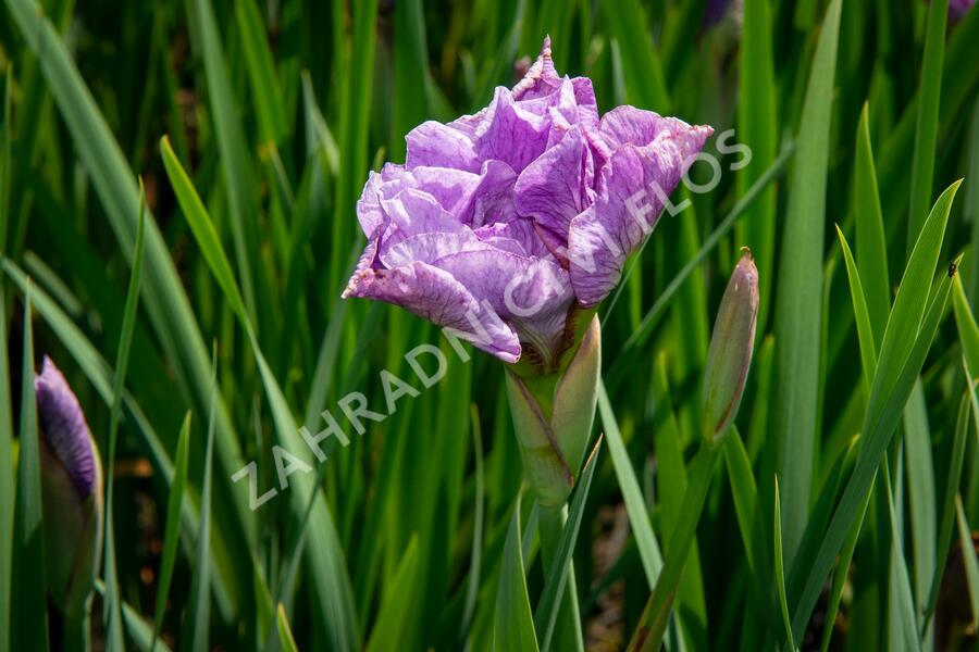 Kosatec sibiřský 'Pink Parfait' - Iris sibirica 'Pink Parfait'