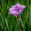 Kosatec sibiřský 'Pink Parfait' - Iris sibirica 'Pink Parfait'