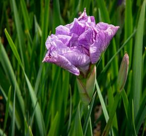Kosatec sibiřský 'Pink Parfait' - Iris sibirica 'Pink Parfait'