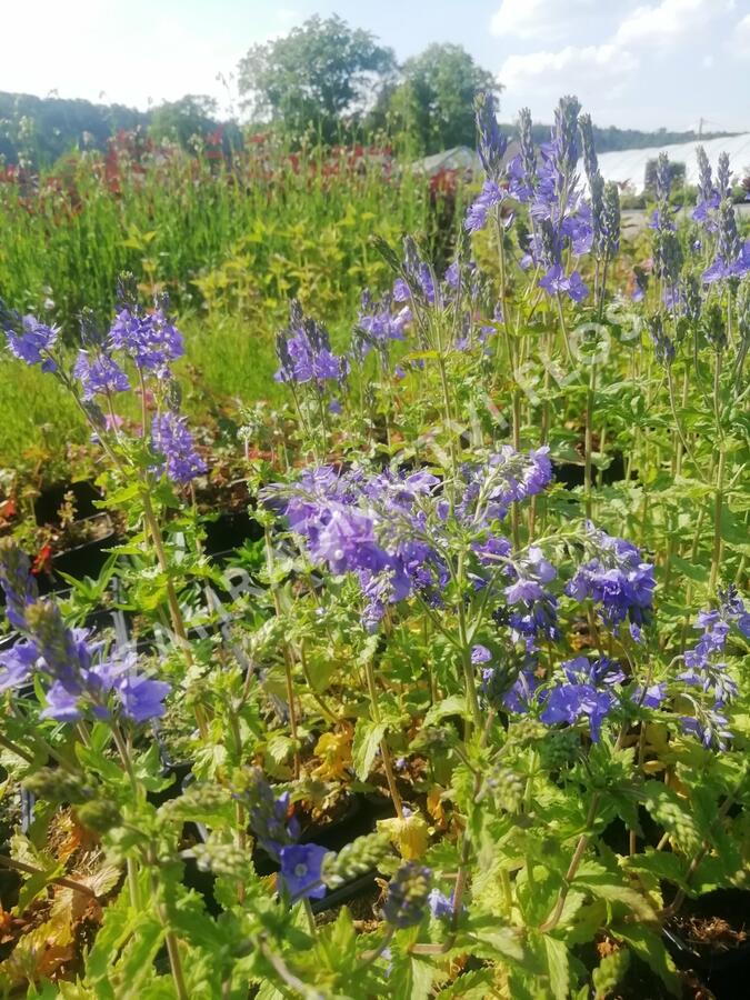 Rozrazil ožankovitý 'Königsblau' - Veronica teucrium 'Königsblau'