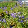 Rozrazil ožankovitý 'Königsblau' - Veronica teucrium 'Königsblau'