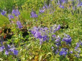 Rozrazil ožankovitý 'Königsblau' - Veronica teucrium 'Königsblau'