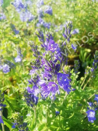 Rozrazil ožankovitý 'Königsblau' - Veronica teucrium 'Königsblau'