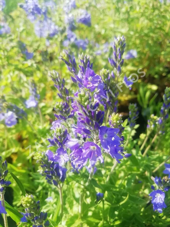 Rozrazil ožankovitý 'Königsblau' - Veronica teucrium 'Königsblau'