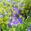 Rozrazil ožankovitý 'Königsblau' - Veronica teucrium 'Königsblau'