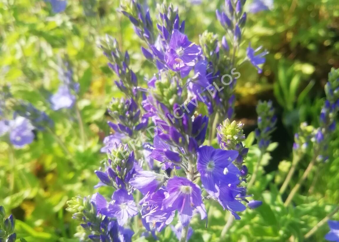 Rozrazil ožankovitý 'Königsblau' - Veronica teucrium 'Königsblau'