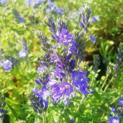 Rozrazil ožankovitý 'Königsblau' - Veronica teucrium 'Königsblau'