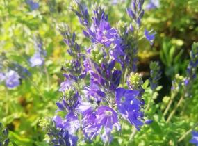Rozrazil ožankovitý 'Königsblau' - Veronica teucrium 'Königsblau'