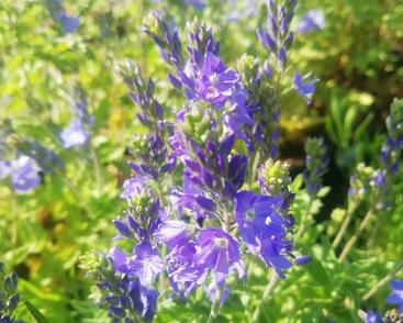 Rozrazil ožankovitý 'Königsblau'