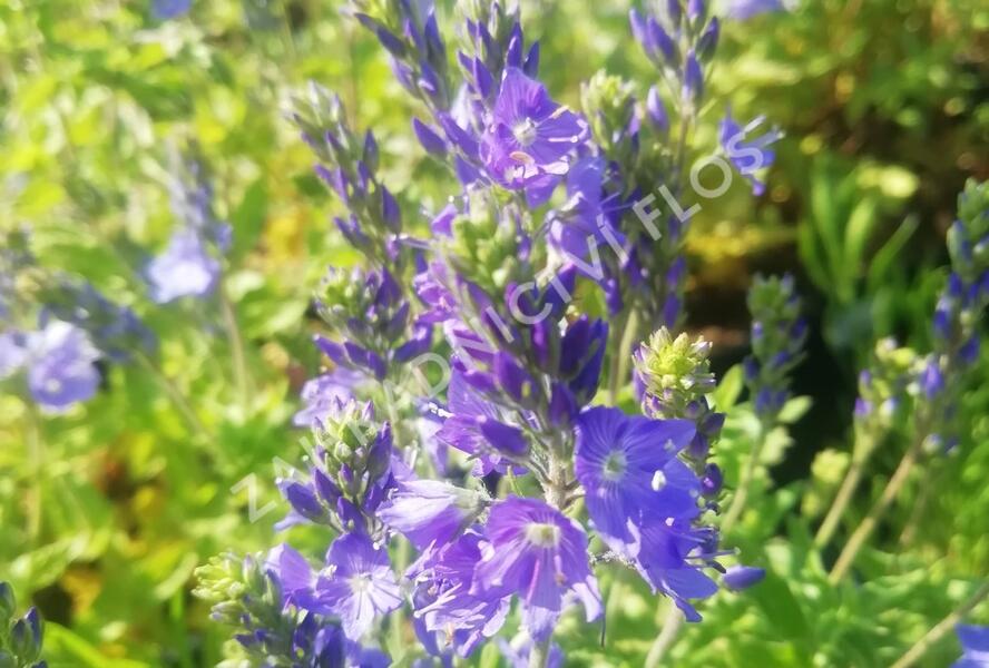Rozrazil ožankovitý 'Königsblau' - Veronica teucrium 'Königsblau'