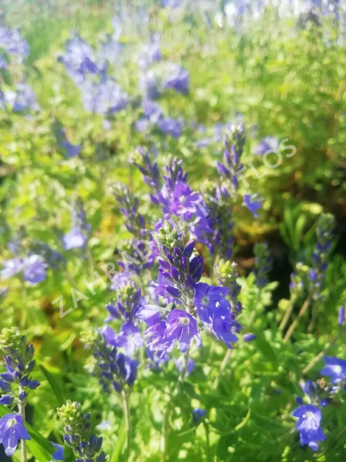 Rozrazil ožankovitý 'Königsblau' - Veronica teucrium 'Königsblau'