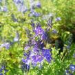 Rozrazil ožankovitý 'Königsblau' - Veronica teucrium 'Königsblau'
