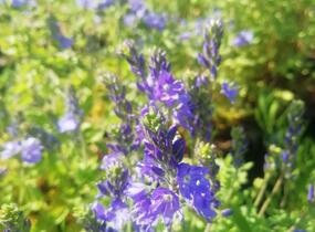 Rozrazil ožankovitý 'Königsblau' - Veronica teucrium 'Königsblau'
