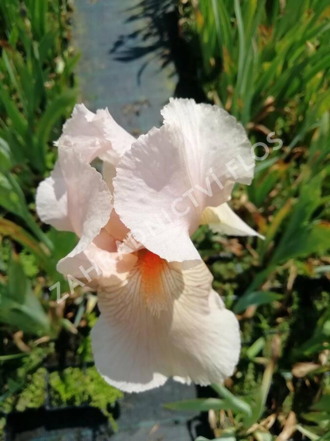 Kosatec německý 'Dentelle' - Iris barbata-elatior 'Dentelle'