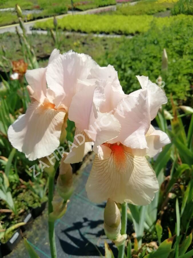 Kosatec německý 'Dentelle' - Iris barbata-elatior 'Dentelle'