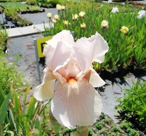 Kosatec německý 'Dentelle' - Iris barbata-elatior 'Dentelle'