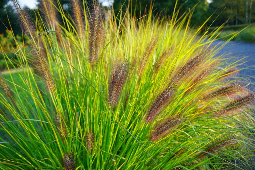 traviny Pennisetum Viridescens_Pennisetum alopecuroides
