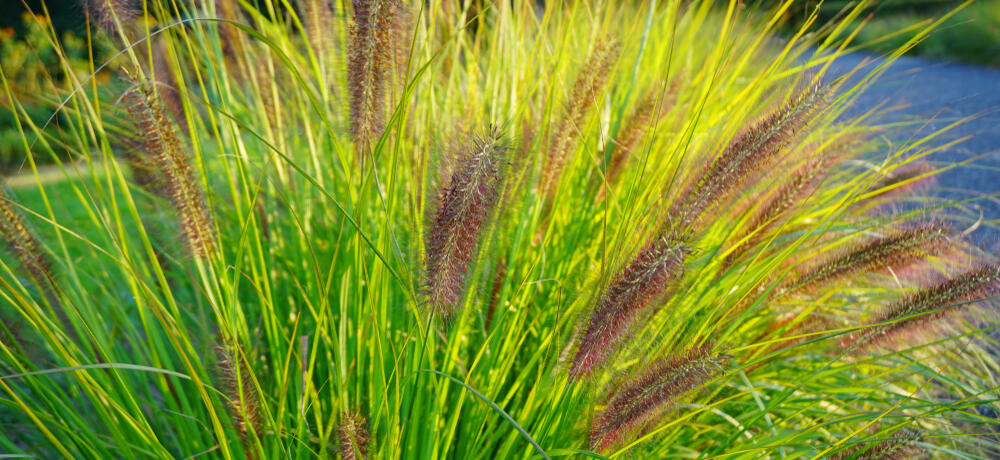 traviny Pennisetum Viridescens_Pennisetum alopecuroides