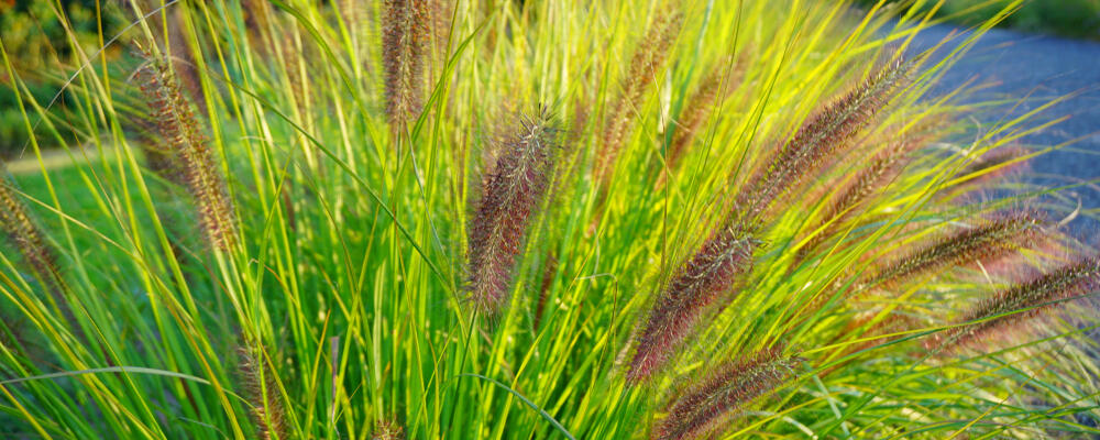 Bika lesní - Luzula sylvatica | Zahradnictví FLOS