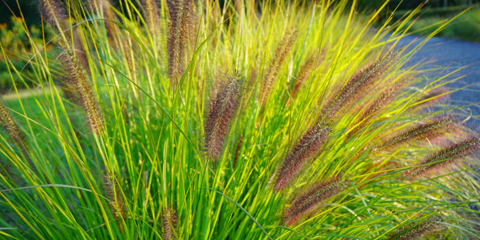 traviny Pennisetum Viridescens_Pennisetum alopecuroides