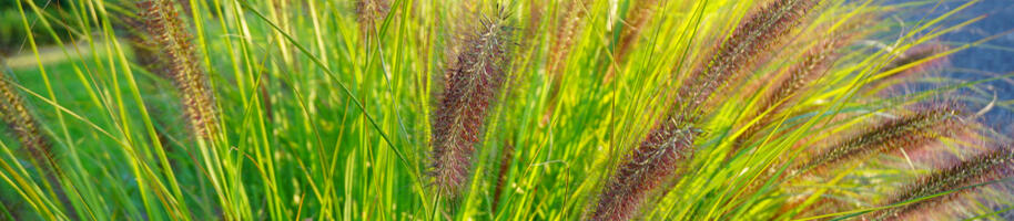 traviny Pennisetum Viridescens_Pennisetum alopecuroides