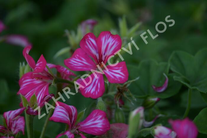 Muškát, pelargonie převislá jednoduchá velkokvětá 'Blizzard Rose Bicolor' - Pelargonium peltatum 'Blizzard Rose Bicolor'