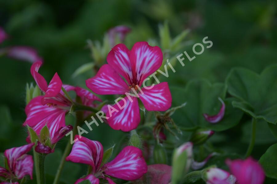 Muškát, pelargonie převislá jednoduchá velkokvětá 'Blizzard Rose Bicolor' - Pelargonium peltatum 'Blizzard Rose Bicolor'