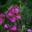 Muškát, pelargonie převislá jednoduchá velkokvětá 'Blizzard Rose Bicolor' - Pelargonium peltatum 'Blizzard Rose Bicolor'