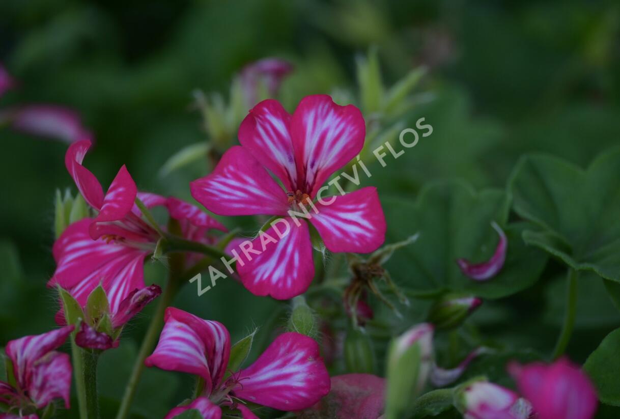 Muškát, pelargonie převislá jednoduchá velkokvětá 'Blizzard Rose Bicolor' - Pelargonium peltatum 'Blizzard Rose Bicolor'