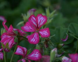 Muškát, pelargonie převislá jednoduchá velkokvětá 'Blizzard Rose Bicolor'