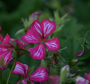 Muškát, pelargonie převislá jednoduchá velkokvětá 'Blizzard Rose Bicolor' - Pelargonium peltatum 'Blizzard Rose Bicolor'