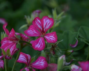 Muškát, pelargonie převislá jednoduchá velkokvětá 'Blizzard Rose Bicolor'