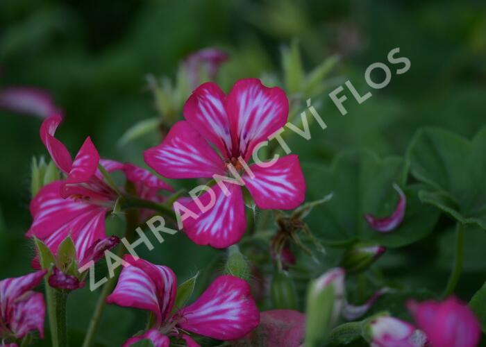 Muškát, pelargonie převislá jednoduchá velkokvětá 'Blizzard Rose Bicolor' - Pelargonium peltatum 'Blizzard Rose Bicolor'