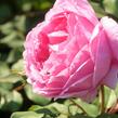 Anglická růže Davida Austina 'Alan Titchmarsh' - Rosa S 'Alan Titchmarsh'