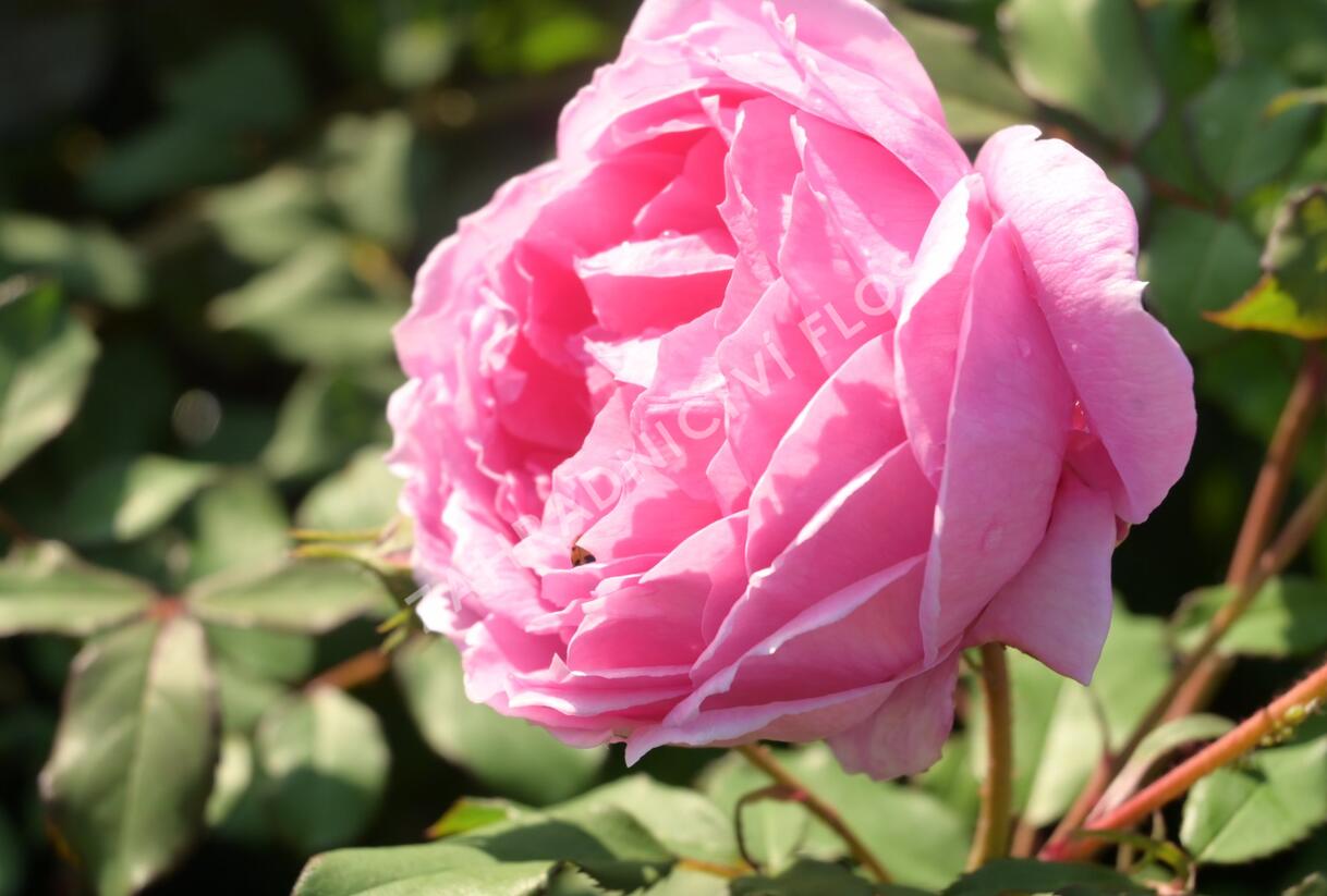 Růže anglická David Austin 'Alan Titchmarsh' - Rosa S 'Alan Titchmarsh'