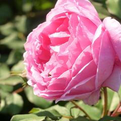 Anglická růže Davida Austina 'Alan Titchmarsh' - Rosa S 'Alan Titchmarsh'