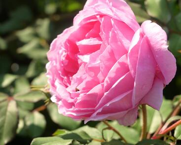 Růže anglická David Austin 'Alan Titchmarsh'