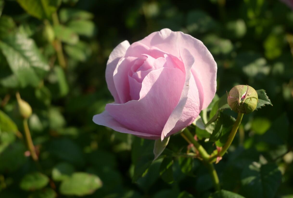 Růže velkokvětá 'Princess Claire of Belgium' - Rosa VK 'Princess Claire of Belgium'