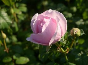 Růže velkokvětá 'Princess Claire of Belgium' - Rosa VK 'Princess Claire of Belgium'