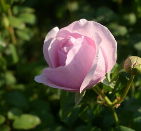 Růže velkokvětá 'Princess Claire of Belgium' - Rosa VK 'Princess Claire of Belgium'