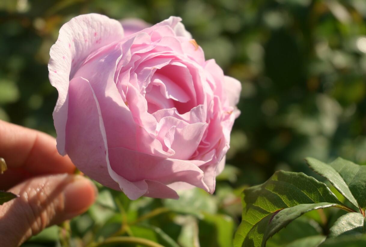 Růže velkokvětá 'Princess Claire of Belgium' - Rosa VK 'Princess Claire of Belgium'