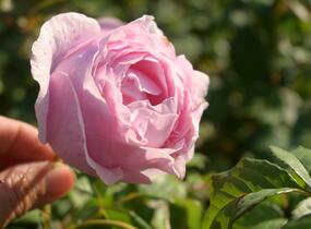 Růže velkokvětá 'Princess Claire of Belgium' - Rosa VK 'Princess Claire of Belgium'