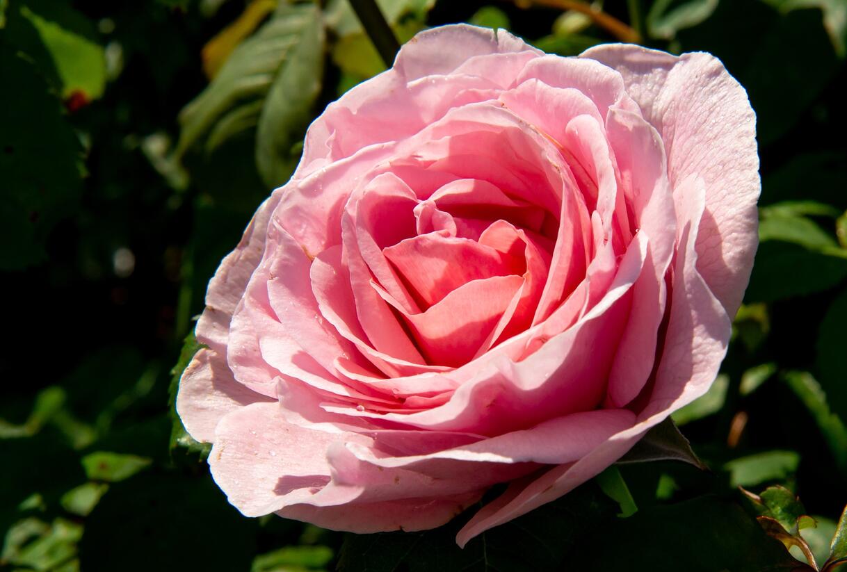 Růže velkokvětá 'Princess Claire of Belgium' - Rosa VK 'Princess Claire of Belgium'